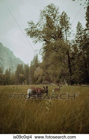 Deers grazing in nature reserve, Yosemite National Park, California, United States View Large Photo Image Picture - Deers grazing in nature reserve, Yosemite National Park, California, United States. Fotosearch