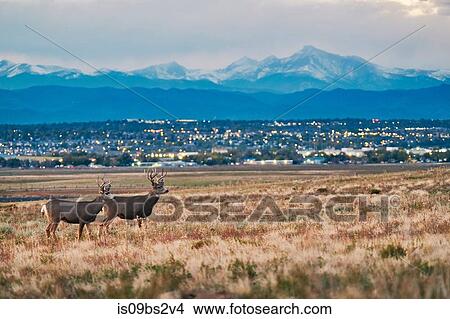 Deers on landscape, cityscape, Longs Peak, Rocky Mountains, Denver, Colorado, USA View Large Photo Image Picture - Deers on landscape, cityscape, Longs Peak, Rocky Mountains, Denver, Colorado, USA. Fotosearch