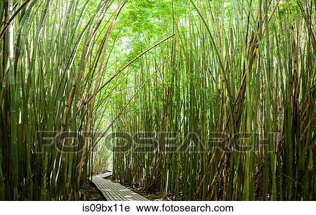 Dense bamboo forest shading walkway, Waipipi Trail, Maui, Hawaii View Large Photo Image Stock Image - Dense bamboo forest shading walkway, Waipipi Trail, Maui, Hawaii. Fotosearch