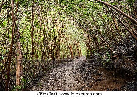 Dense forest on Kuilau Ridge Trail, Kauai, Hawaii View Large Photo Image Stock Image - Dense forest on Kuilau Ridge Trail, Kauai, Hawaii. Fotosearch
