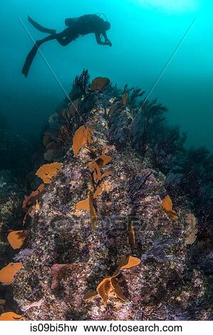 Diver swimming above coral reef, Puerto Vallarta, Jalisco, Mexico View Large Photo Image Stock Photo - Diver swimming above coral reef, Puerto Vallarta, Jalisco, Mexico. Fotosearch