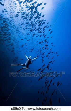 Stock Photography - Diver swimming with school of fish, Revillagigedo Islands, Socorro, Baja California, Mexico. Fotosearch
