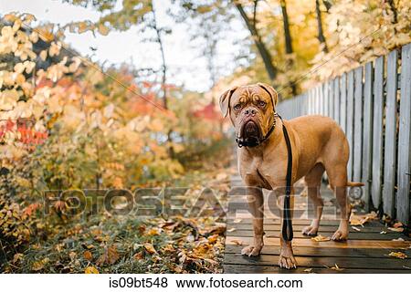 Dog appearing unsure in park with leash on View Large Photo Image Stock Photo - Dog appearing unsure in park with leash on. Fotosearch