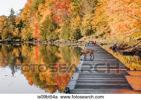 Dog exploring park alone View Large Photo Image Stock Image - Dog exploring park alone. Fotosearch