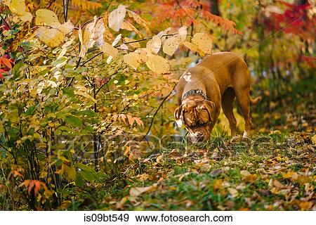Dog exploring park alone View Large Photo Image Stock Photo - Dog exploring park alone. Fotosearch