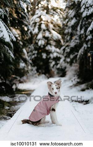 Stock Image - Dog in forest, Cypress cabin trail, Canada. Fotosearch