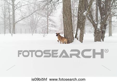 Dog in snow, Bath, Canada View Large Photo Image Stock Image - Dog in snow, Bath, Canada. Fotosearch