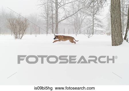 Dog in snow, Bath, Canada View Large Photo Image Stock Image - Dog in snow, Bath, Canada. Fotosearch