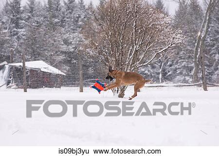 Dog playing in snow View Large Photo Image Stock Photograph - Dog playing in snow. Fotosearch