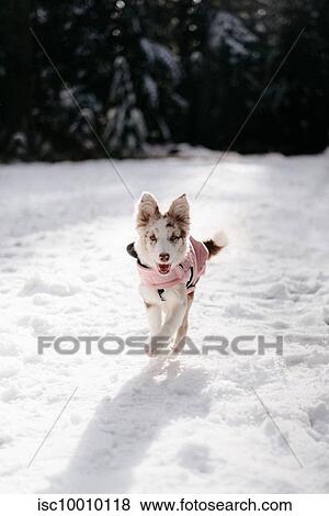 Dog running in snow, Cypress cabin trail, Canada View Large Photo Image Stock Photo - Dog running in snow, Cypress cabin trail, Canada. Fotosearch