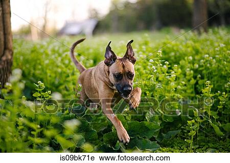 Dog running over thick green foliage View Large Photo Image Stock Image - Dog running over thick green foliage. Fotosearch