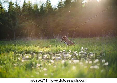 Stock Image - Dog sitting in green grassy field. Fotosearch