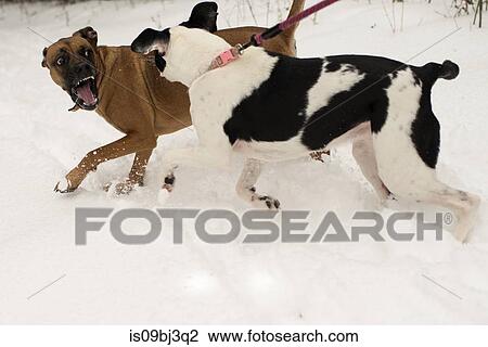 Dog snarling at dog on leash in snow View Large Photo Image Stock Image - Dog snarling at dog on leash in snow. Fotosearch