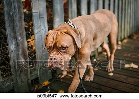 Dog walking alone with leash on View Large Photo Image Stock Photo - Dog walking alone with leash on. Fotosearch