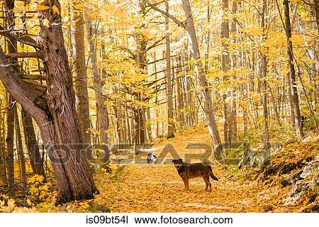 Dogs in forest View Large Photo Image Stock Image - Dogs in forest. Fotosearch