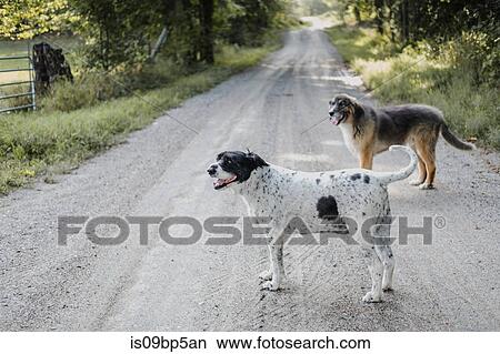Dogs on countryside road View Large Photo Image Picture - Dogs on countryside road. Fotosearch
