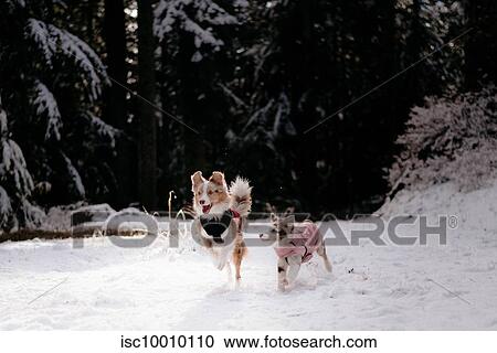 Stock Image - Dogs running in snow, Cypress cabin trail, Canada. Fotosearch