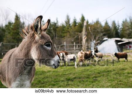 Donkey in farm, cows in background View Large Photo Image Stock Image - Donkey in farm, cows in background. Fotosearch
