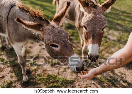 Donkeys being fed View Large Photo Image Stock Image - Donkeys being fed. Fotosearch