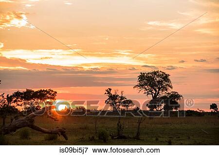 Dramatic orange sky at sunset, Okavango Delta, Botswana View Large Photo Image Stock Photo - Dramatic orange sky at sunset, Okavango Delta, Botswana. Fotosearch