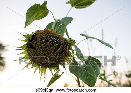 Drooping sunflower seedhead against clear sky View Large Photo Image Stock Image - Drooping sunflower seedhead against clear sky. Fotosearch