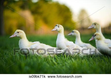 Stock Image - Ducklings waddling in green grassy field. Fotosearch
