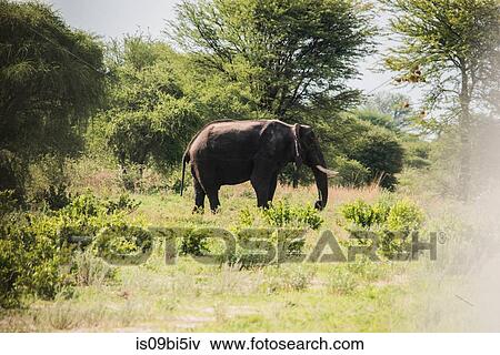Elephant, Chobe National Park, Botswana View Large Photo Image Stock Photo - Elephant, Chobe National Park, Botswana. Fotosearch
