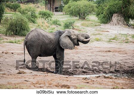 Elephant, Chobe National Park, Botswana View Large Photo Image Stock Photograph - Elephant, Chobe National Park, Botswana. Fotosearch
