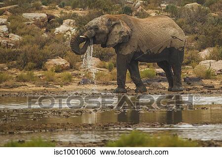 Elephant drinking water in river, Touws River, Western Cape, South Africa View Large Photo Image Stock Photograph - Elephant drinking water in river, Touws River, Western Cape, South Africa. Fotosearch