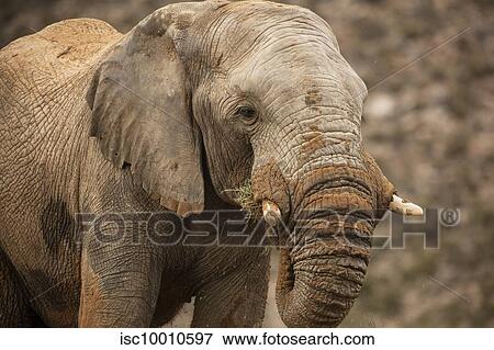 Elephant in nature reserve, Touws River, Western Cape, South Africa View Large Photo Image Stock Photo - Elephant in nature reserve, Touws River, Western Cape, South Africa. Fotosearch