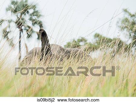 Elephant in tall grass, Okavango Delta, Botswana View Large Photo Image Stock Image - Elephant in tall grass, Okavango Delta, Botswana. Fotosearch