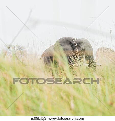 Elephant in tall grass, Okavango Delta, Botswana View Large Photo Image Stock Image - Elephant in tall grass, Okavango Delta, Botswana. Fotosearch
