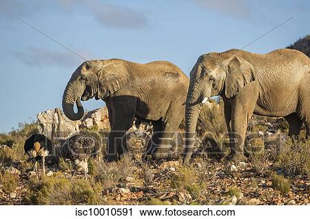 Elephants and ostriches in nature reserve, Touws River, Western Cape, South Africa View Large Photo Image Stock Image - Elephants and ostriches in nature reserve, Touws River, Western Cape, South Africa. Fotosearch