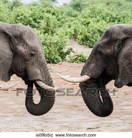 Elephants face to face, on the road to Okavango Delta, Botswana View Large Photo Image Stock Photo - Elephants face to face, on the road to Okavango Delta, Botswana. Fotosearch