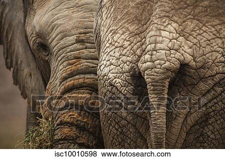 Elephants in nature reserve, Touws River, Western Cape, South Africa View Large Photo Image Stock Photo - Elephants in nature reserve, Touws River, Western Cape, South Africa. Fotosearch