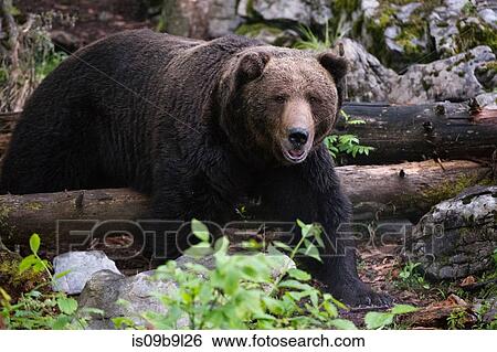 European brown bear (Ursus arctos), Markovec, Bohinj Commune, Slovenia, Europe View Large Photo Image Stock Photograph - European brown bear (Ursus arctos), Markovec, Bohinj Commune, Slovenia, Europe. Fotosearch