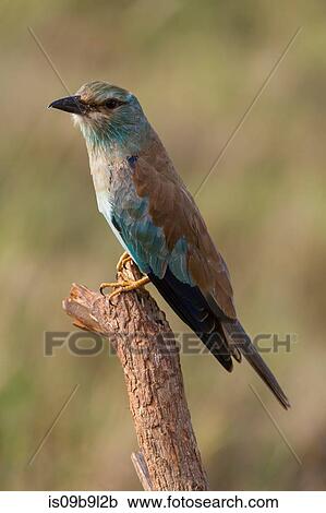 European roller (Coracias garrulus) perched on a tree, Tsavo, Kenya, Africa View Large Photo Image Stock Image - European roller (Coracias garrulus) perched on a tree, Tsavo, Kenya, Africa. Fotosearch