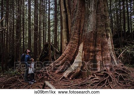 Father and daughter hiking in forest, Tofino, Canada View Large Photo Image Stock Photo - Father and daughter hiking in forest, Tofino, Canada. Fotosearch