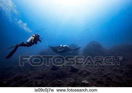 Stock Photo - Female diver filming Giant Oceanic manta ray, two scalloped hammerheads in background, Revillagigedo Islands, Socorro, Baja California, Mexico. Fotosearch