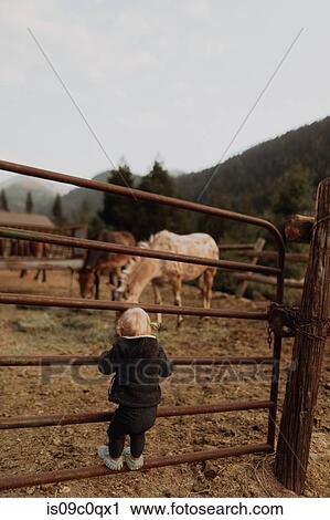 Stock Image - Female toddler looking at horses in paddock, rear view, Mineral King, California, USA. Fotosearch