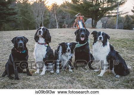Five dogs sitting in a row, outdoors View Large Photo Image Stock Photo - Five dogs sitting in a row, outdoors. Fotosearch