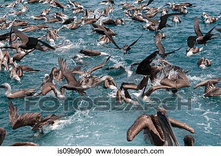 Stock Image - Flock of birds feeding on water surface, Seymour, Galapagos, Ecuador, South America. Fotosearch