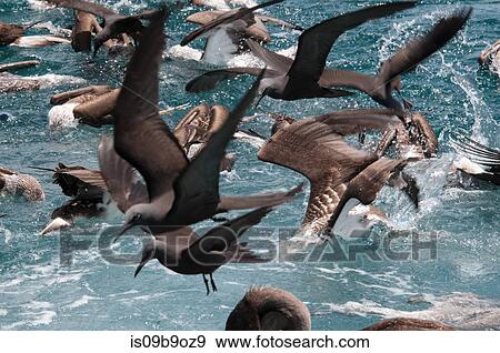 Flock of birds feeding on water surface, Seymour, Galapagos, Ecuador, South America View Large Photo Image Stock Photo - Flock of birds feeding on water surface, Seymour, Galapagos, Ecuador, South America. Fotosearch