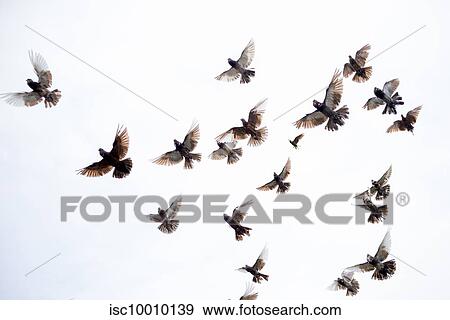 Flock of birds flying in clear sky View Large Photo Image Stock Photo - Flock of birds flying in clear sky. Fotosearch