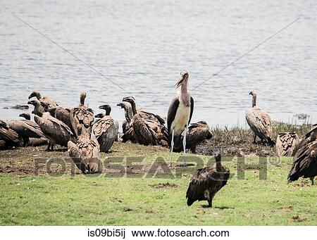 Flock of birds on rocks by water, Chobe National Park, Botswana View Large Photo Image Stock Image - Flock of birds on rocks by water, Chobe National Park, Botswana. Fotosearch