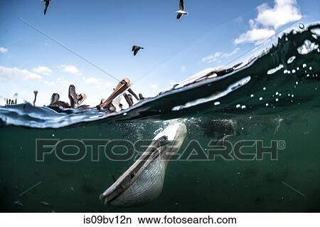 Picture - Flocks of brown pelicans feeding on fisherman's scraps. Fotosearch