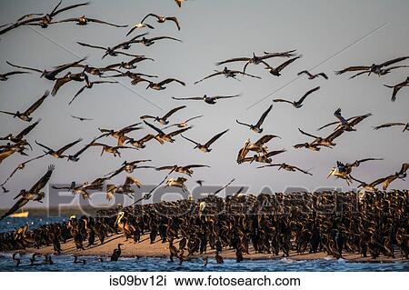 Flocks of brown pelicans feeding on fisherman's scraps View Large Photo Image Stock Image - Flocks of brown pelicans feeding on fisherman's scraps. Fotosearch