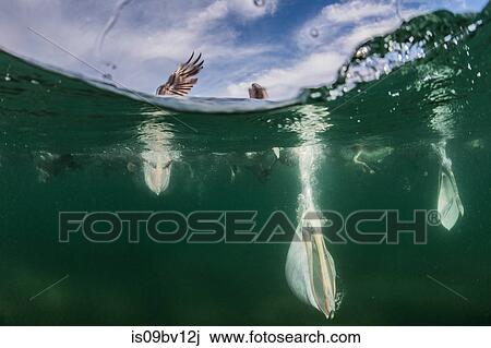 Flocks of brown pelicans feeding on fisherman's scraps View Large Photo Image Stock Image - Flocks of brown pelicans feeding on fisherman's scraps. Fotosearch
