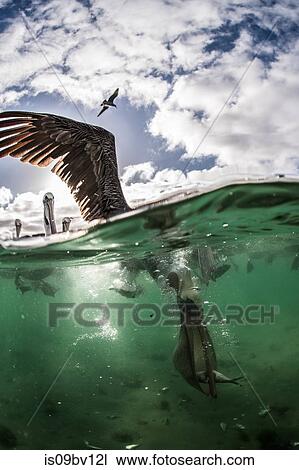 Stock Image - Flocks of brown pelicans feeding on fisherman's scraps. Fotosearch