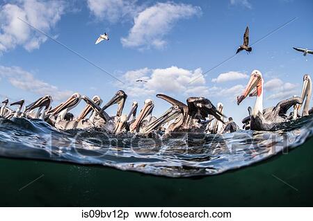Flocks of brown pelicans feeding on fisherman's scraps View Large Photo Image Stock Photography - Flocks of brown pelicans feeding on fisherman's scraps. Fotosearch